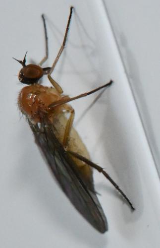 Hilara sp.